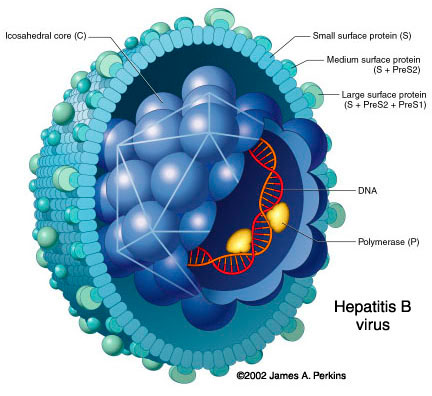 hepatite_B
